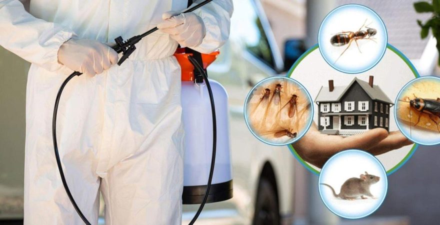 Söke Böcek İlaçlama