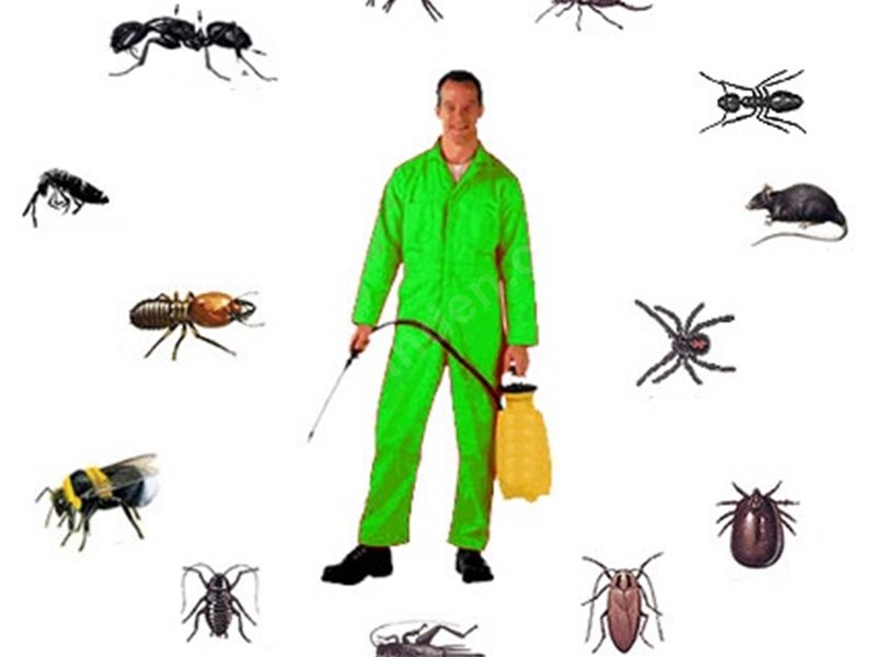 Söke Böcek İlaçlama